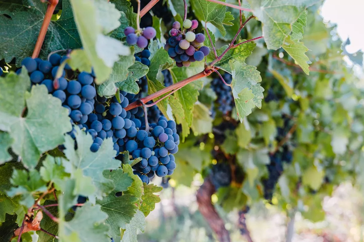 They have been called a 'superfood' thanks to multiple potential health benefits