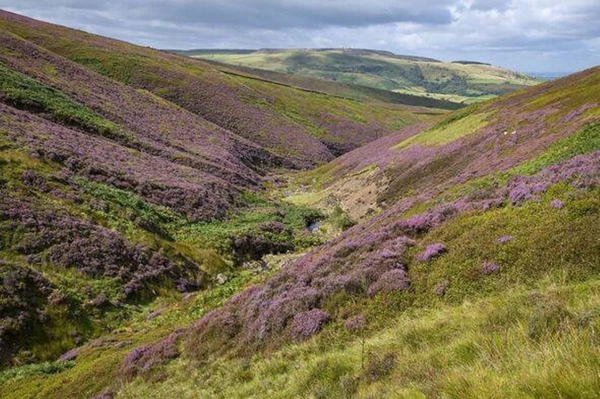Heather in bloom on moorland near Glossop, Derbyshire, England