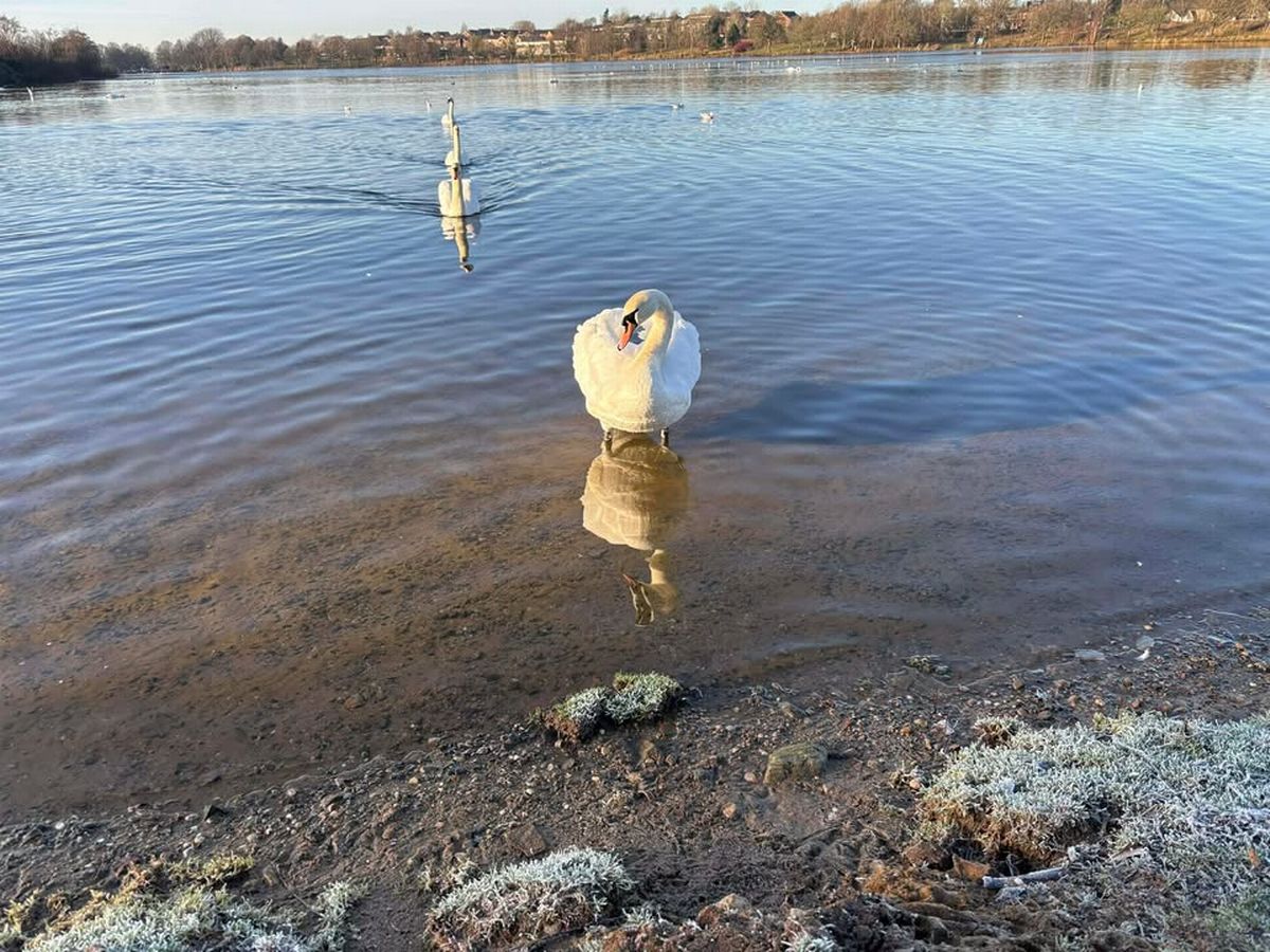 Even the swans are friendly (most of the time)