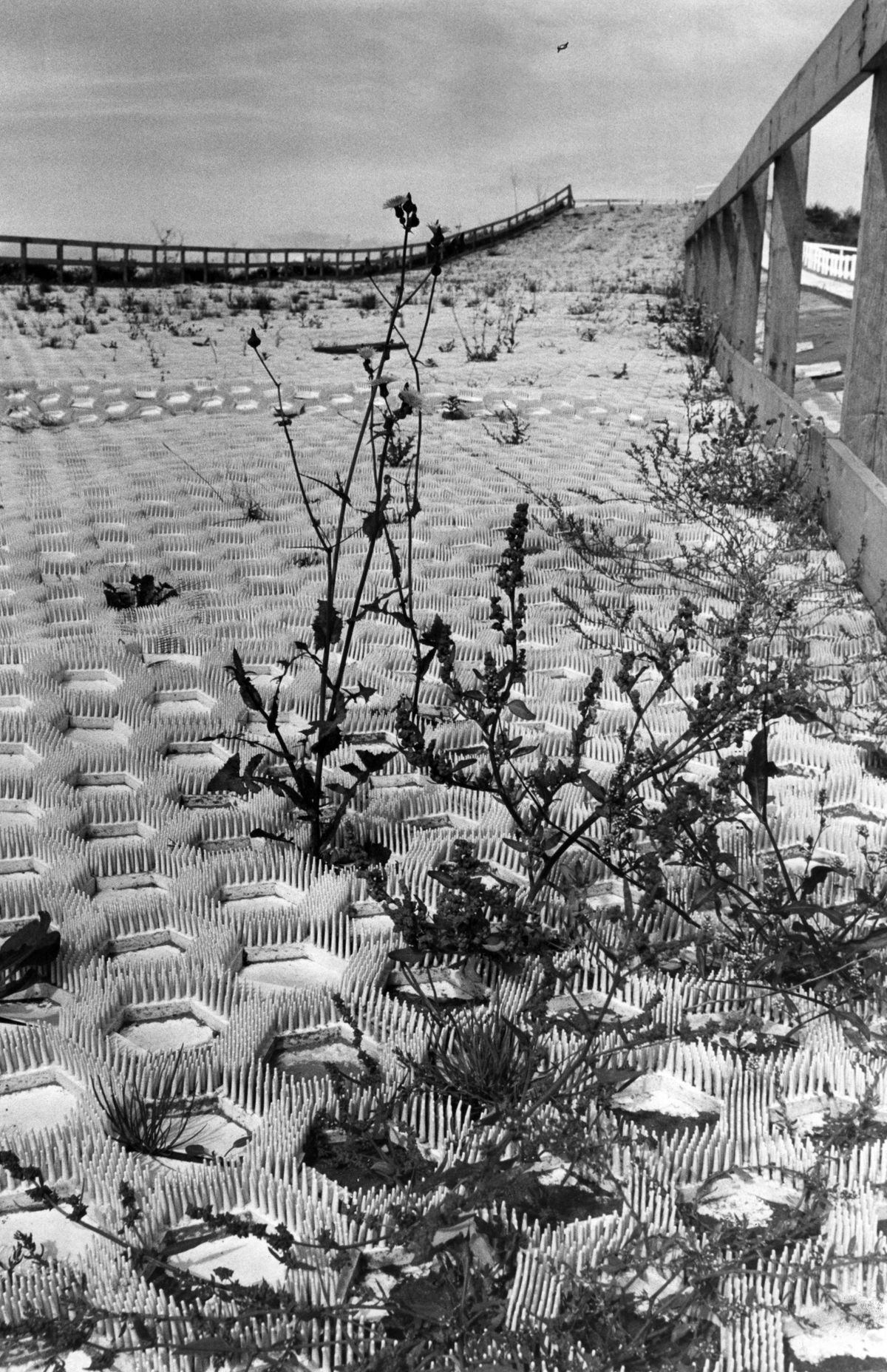 The overgrown ski slope at Kirkby, 11 September 1975.