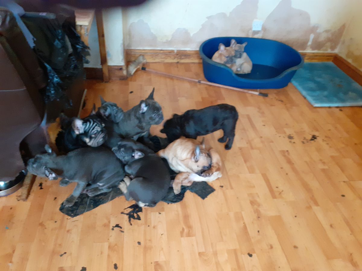 A total of 38 dogs were discovered in squalid and pungent conditions at a house in Cardiff, covered in urine and faeces.