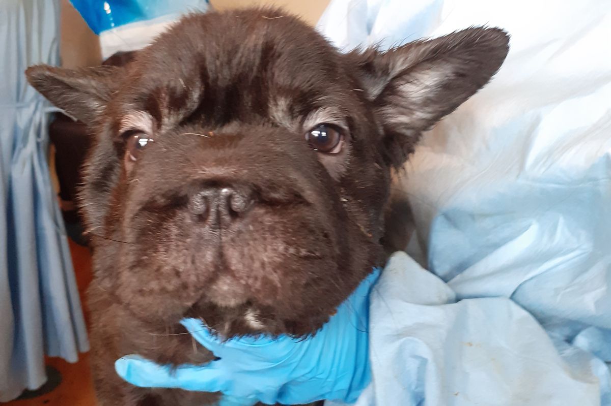 A total of 38 dogs were discovered in squalid and pungent conditions at a house in Cardiff, covered in urine and faeces.