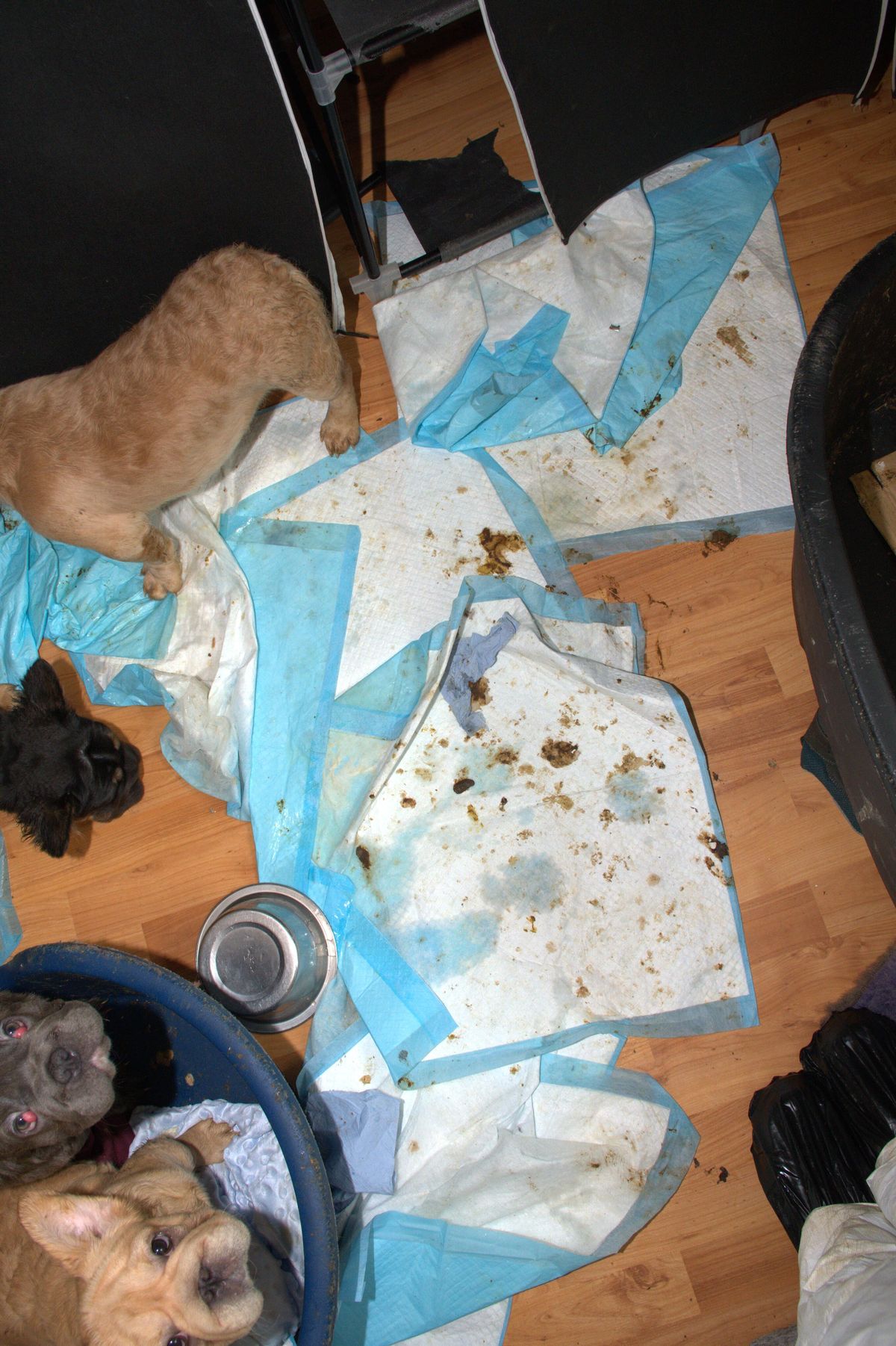 A total of 38 dogs were discovered in squalid and pungent conditions at a house in Cardiff, covered in urine and faeces.