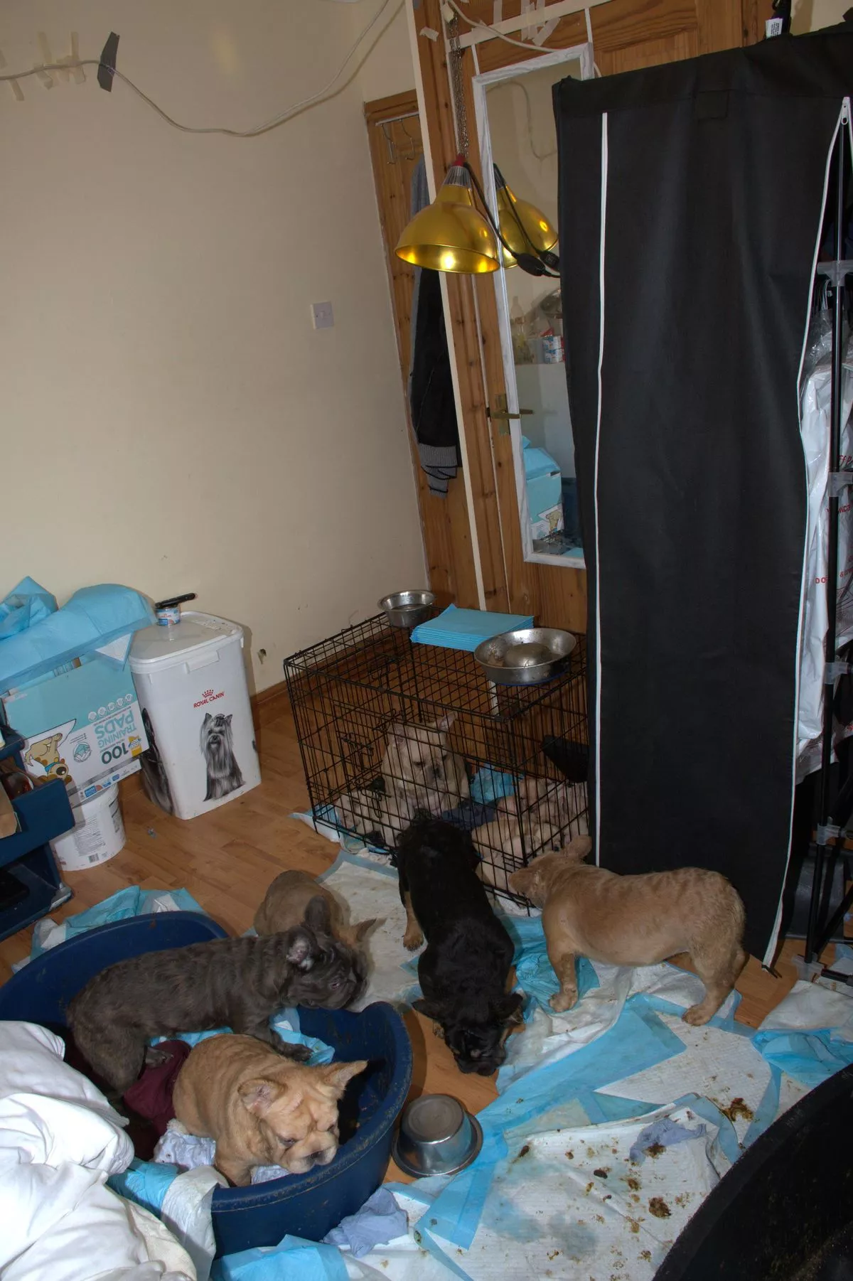 A total of 38 dogs were discovered in squalid and pungent conditions at a house in Cardiff, covered in urine and faeces.