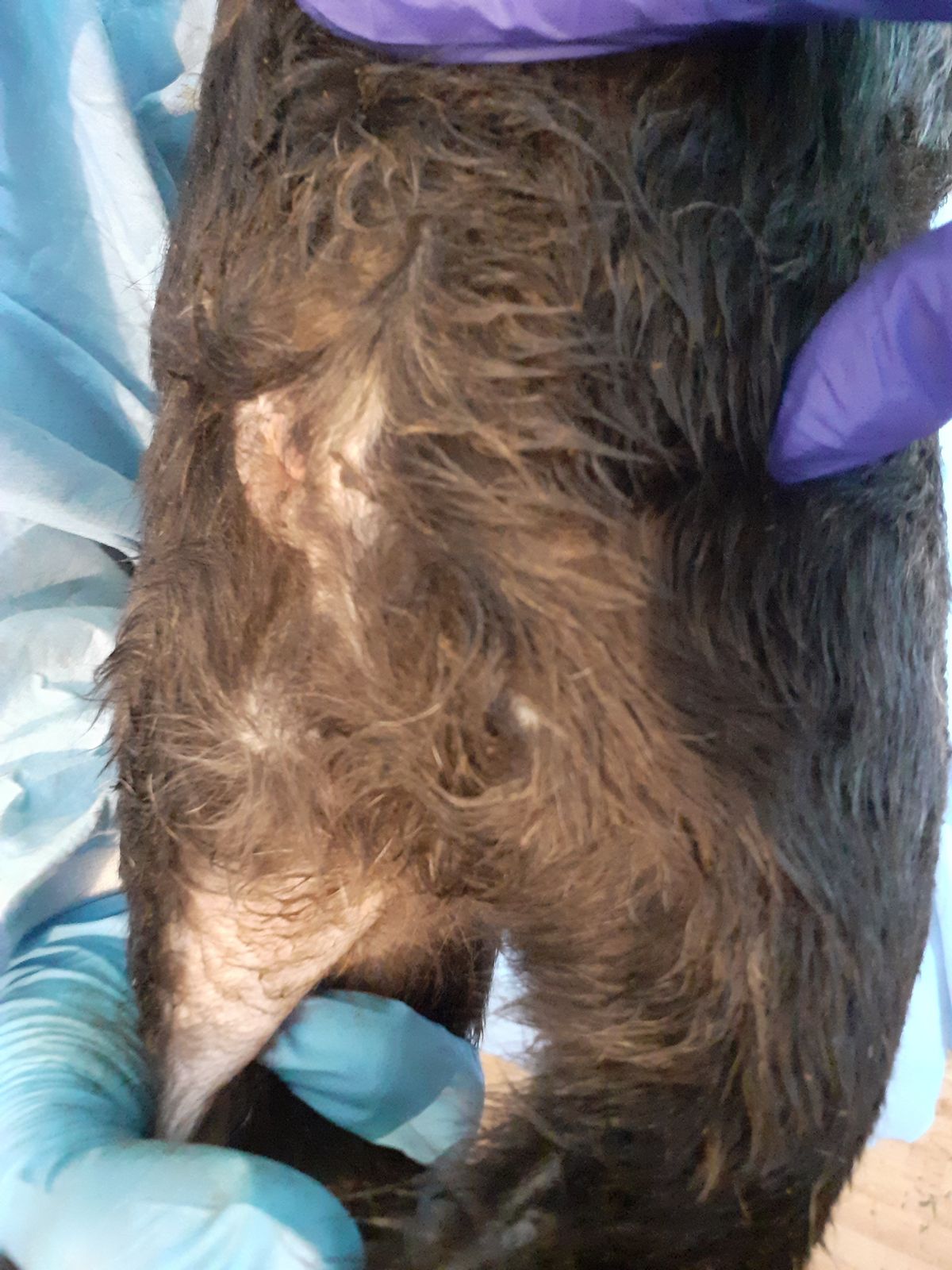 A total of 38 dogs were discovered in squalid and pungent conditions at a house in Cardiff, covered in urine and faeces.