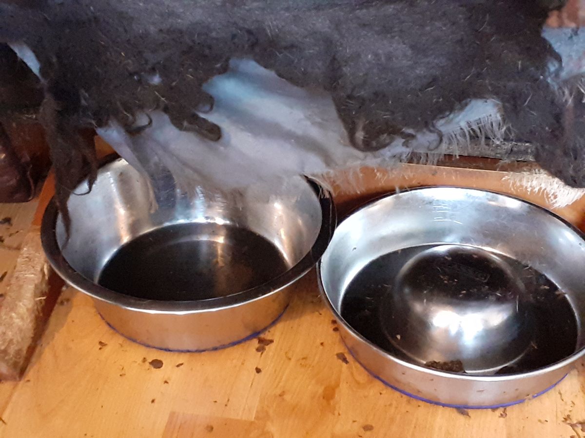 A total of 38 dogs were discovered in squalid and pungent conditions at a house in Cardiff, covered in urine and faeces.