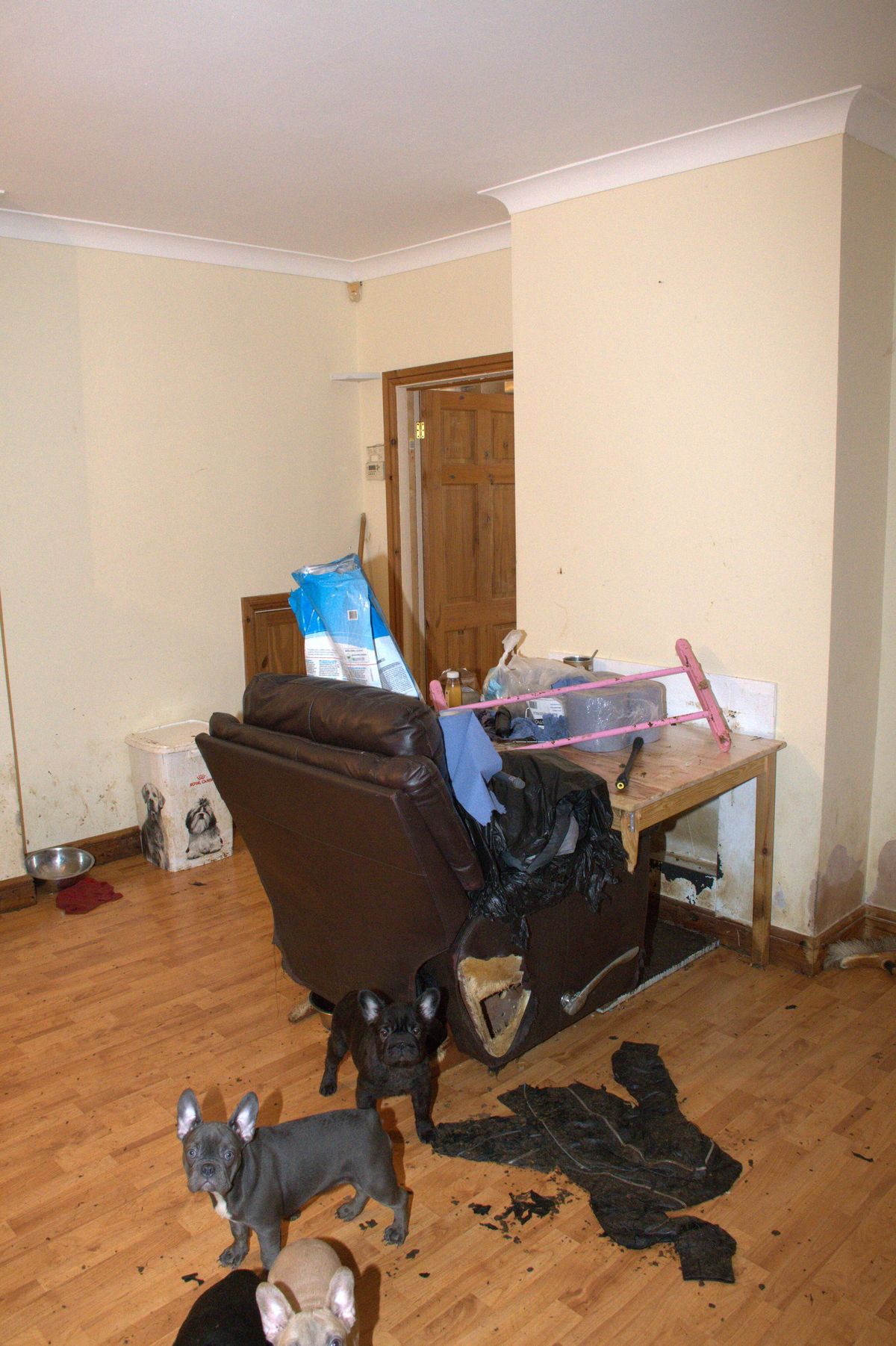 A total of 38 dogs were discovered in squalid and pungent conditions at a house in Cardiff, covered in urine and faeces.