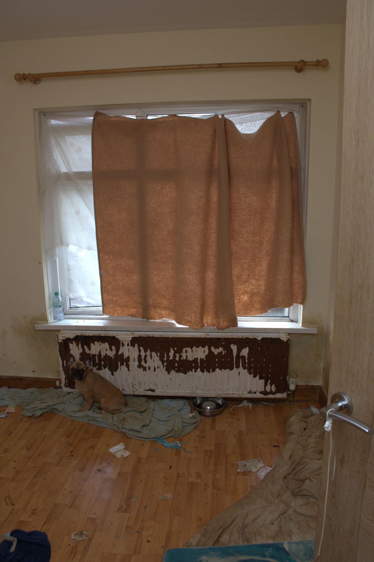 A total of 38 dogs were discovered in squalid and pungent conditions at a house in Cardiff, covered in urine and faeces.