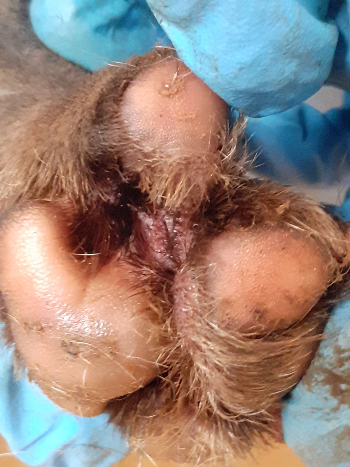 A total of 38 dogs were discovered in squalid and pungent conditions at a house in Cardiff, covered in urine and faeces.