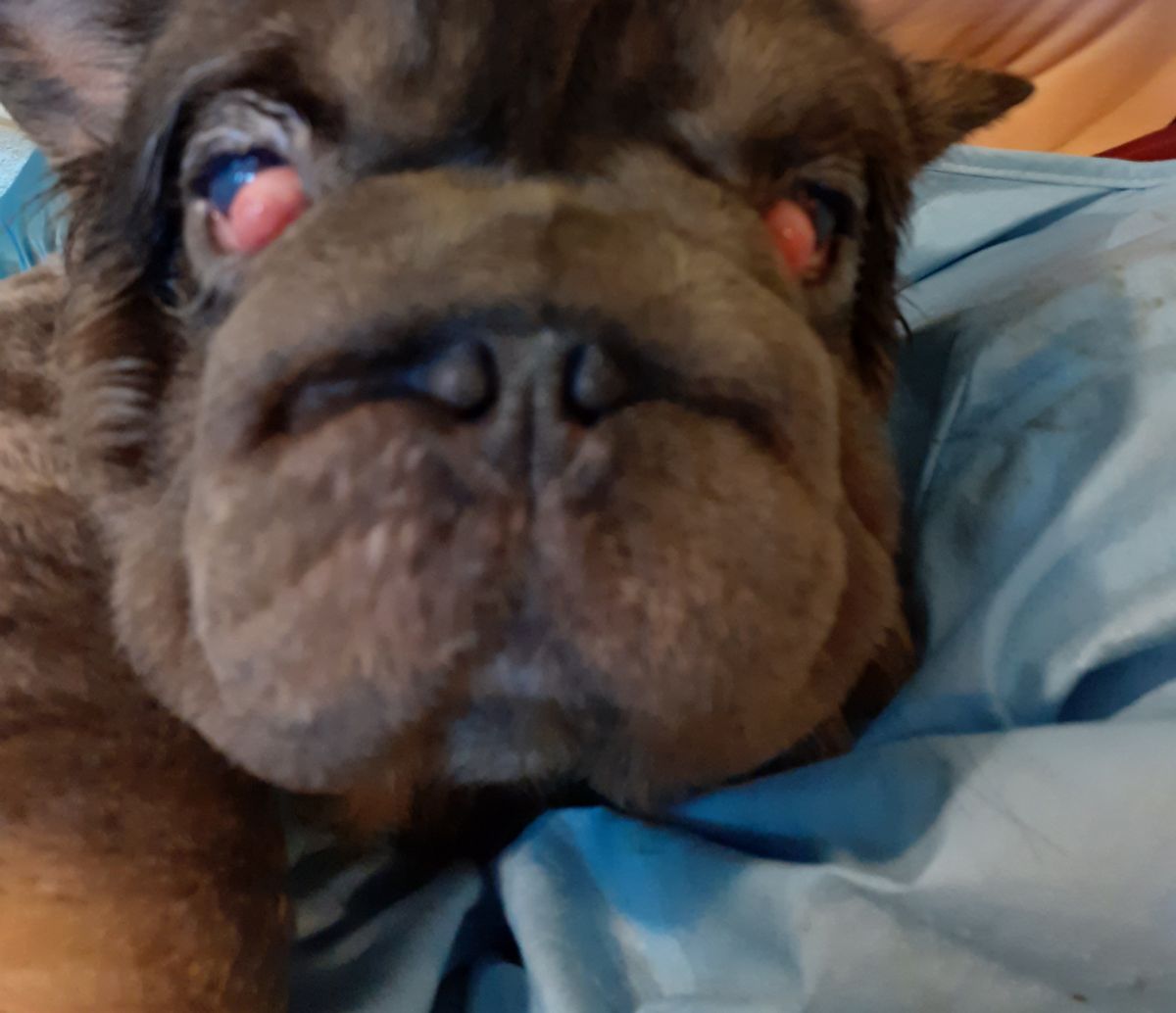 A total of 38 dogs were discovered in squalid and pungent conditions at a house in Cardiff, covered in urine and faeces.