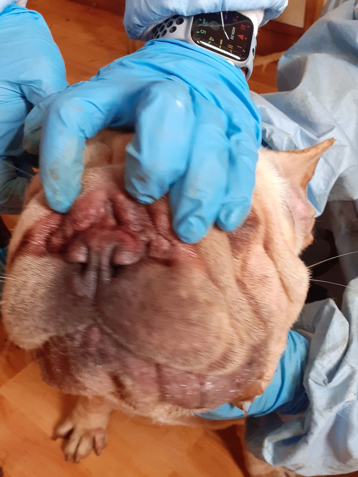 A total of 38 dogs were discovered in squalid and pungent conditions at a house in Cardiff, covered in urine and faeces.