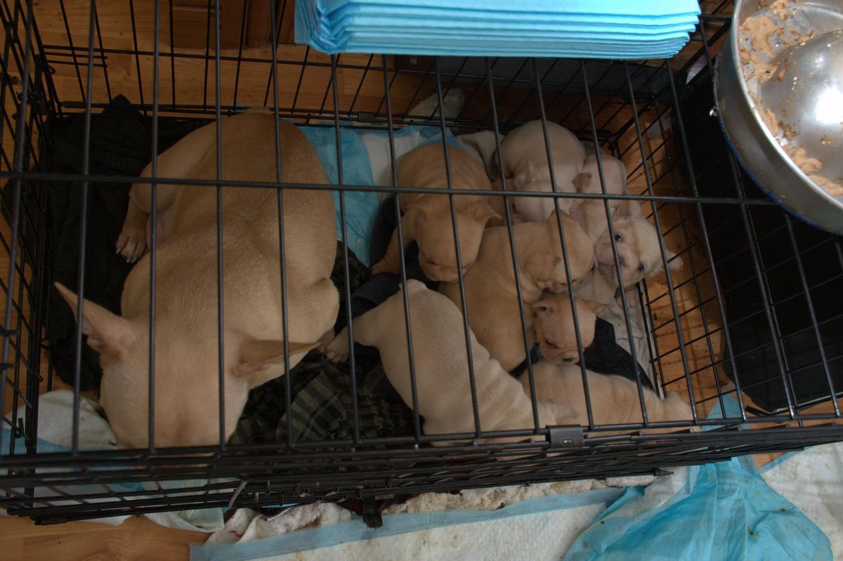 A total of 38 dogs were discovered in squalid and pungent conditions at a house in Cardiff, covered in urine and faeces.