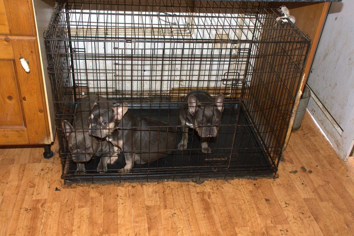 A total of 38 dogs were discovered in squalid and pungent conditions at a house in Cardiff, covered in urine and faeces.