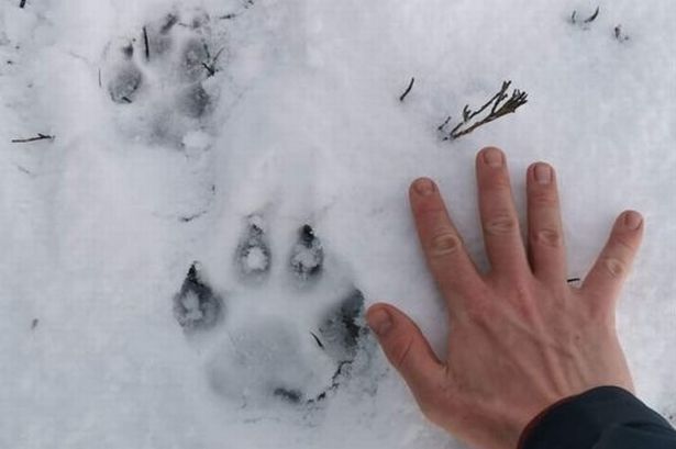 Paw prints found at Rhiwlas, near Bangor, in January 2021
