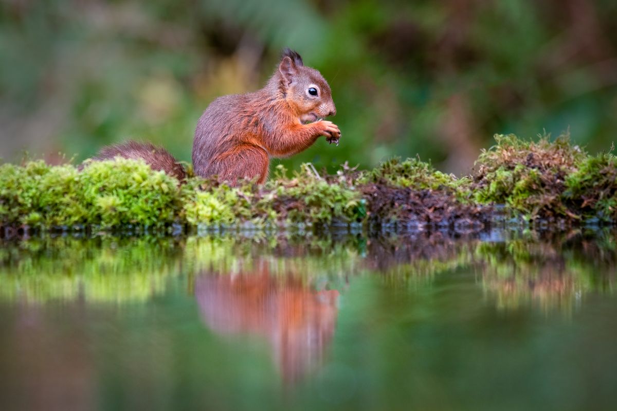 A red squirrel feeding by a pool. Its reflection is in the still water and set in a natural woodland setting