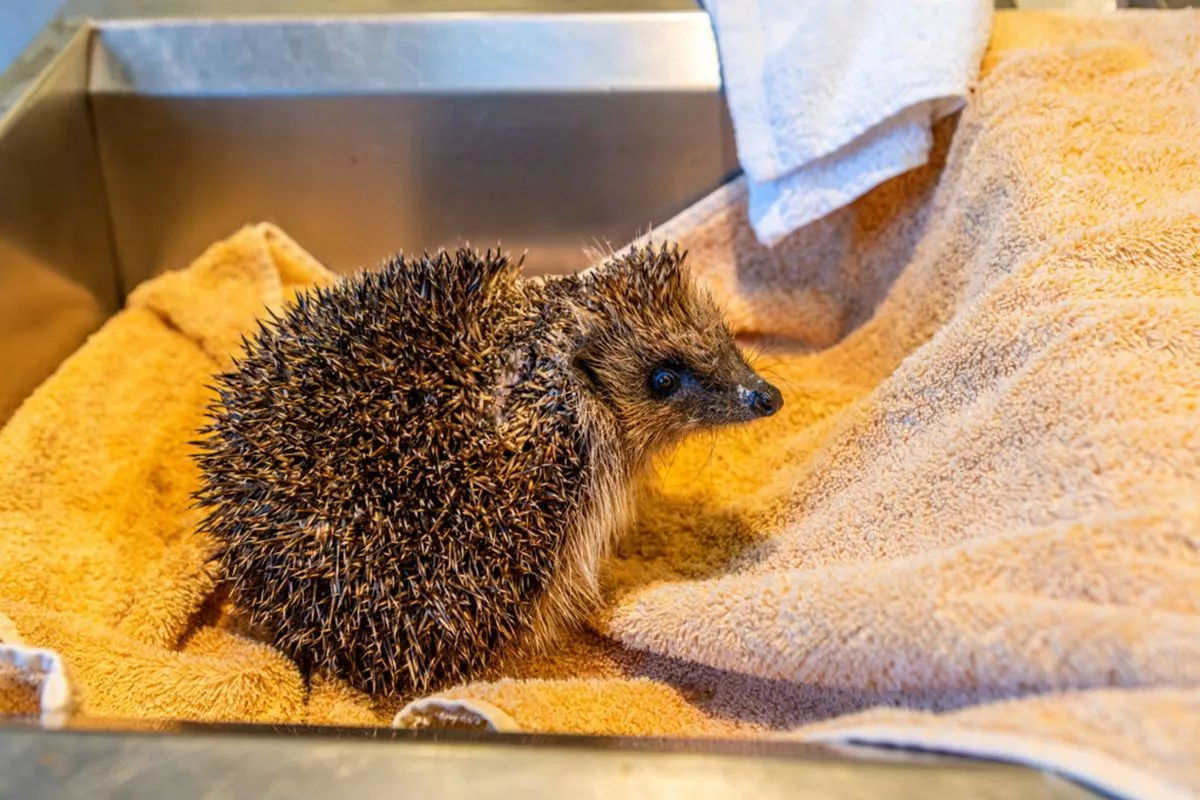 A small hedgehog is resting on a yellow towel within a stainless steel container. The hedgehog's body is covered in quills, and it appears to be looking around its environment. The towel is neatly folded, providing a comfortable surface for the animal.