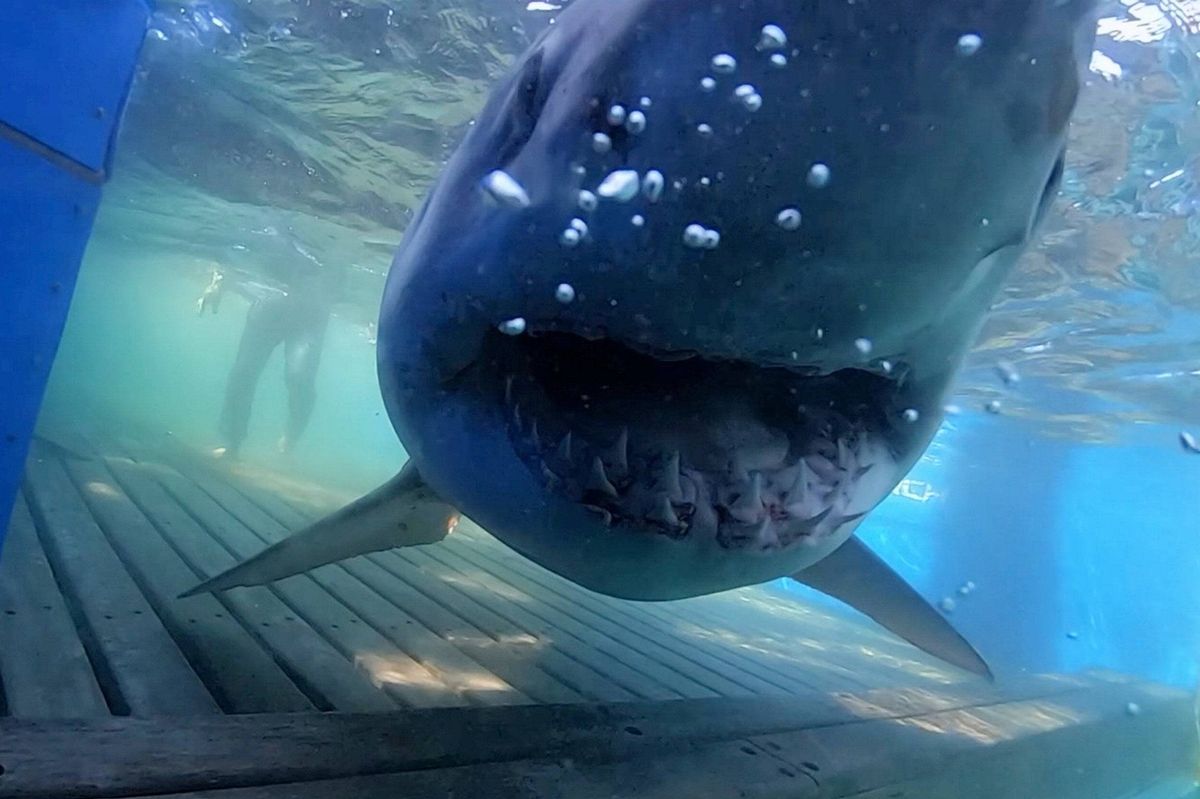An image depicting a large marine predator swimming in clear water, its mouth open, positioned near a wooden structure, with a blue object visible in the background.