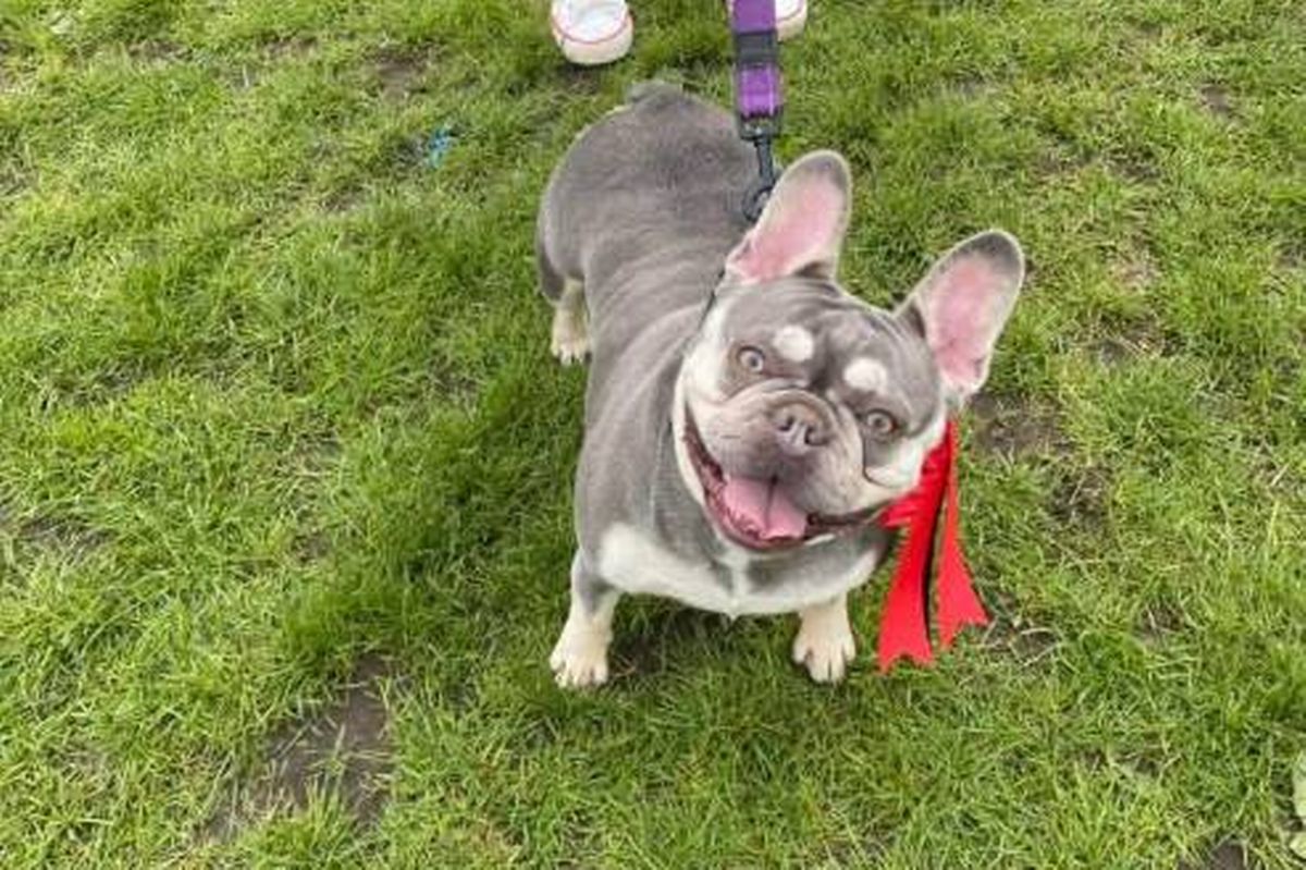 A French Bulldog is standing on a grassy field, appearing cheerful with its mouth open, wearing a red leash.