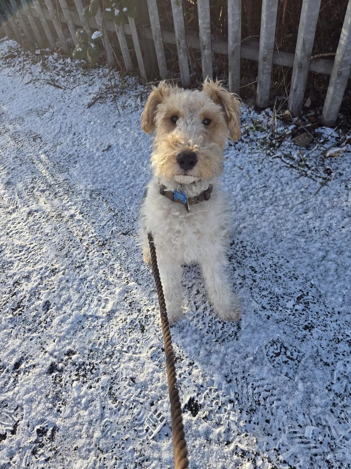 A good boy experiencing his first snowy weather