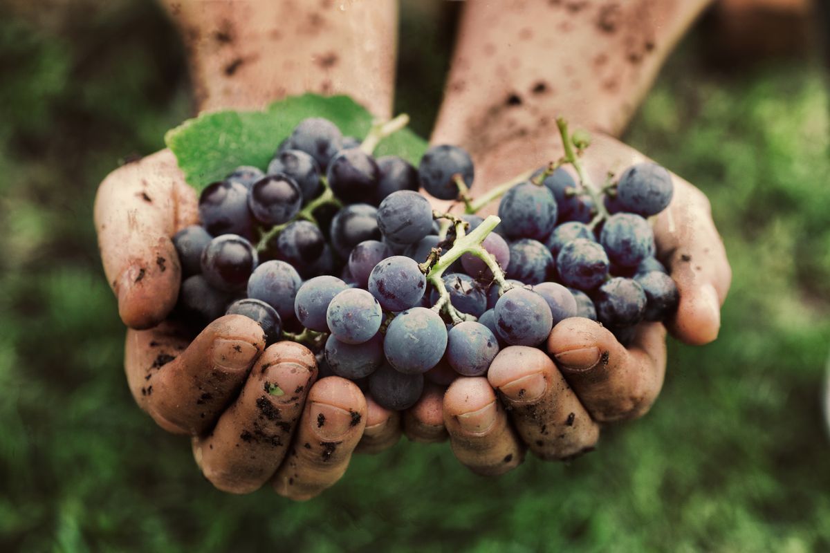Farmers hands with freshly harvested black grapes.