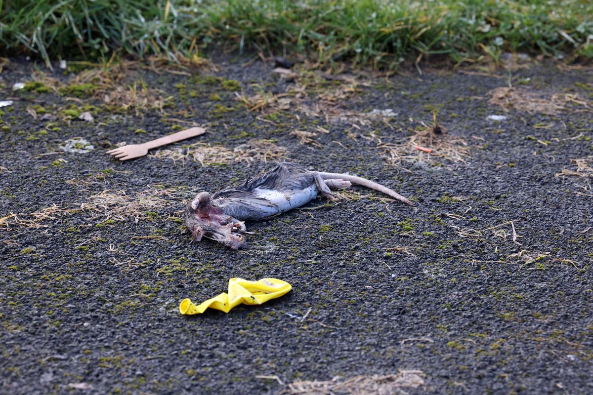A dead rat was found just steps away from the alley
