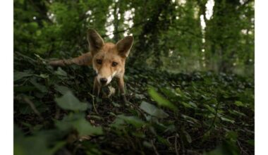 Farsley's Rosie hopes fox photo wins competition