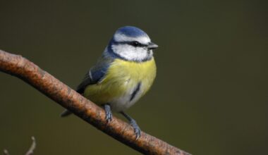 Garden birds in the West Midlands are counting on you