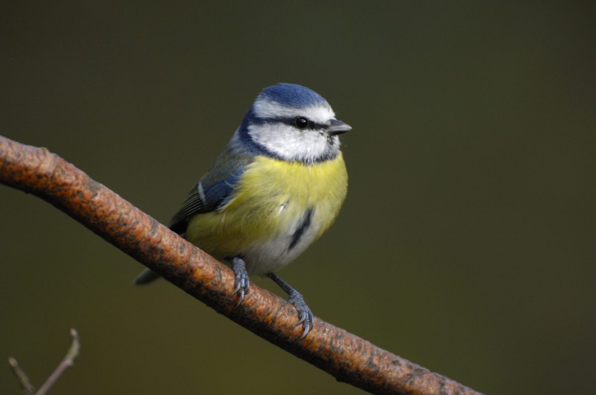 Garden birds in the West Midlands are counting on you