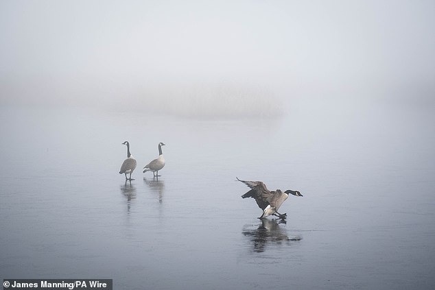 A Canada goose goes for a skate on some ice at a Somerset nature reserve on New Year's Eve. Similarly slippy conditions are expected across the UK in the coming days