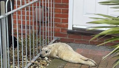 The pup was estimated to be between one and two weeks old when it was rescued on 2 January, weighing 11.8kg