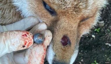 A fox is seen with a hole in its nose after being shot with a hard object fired by a catapult