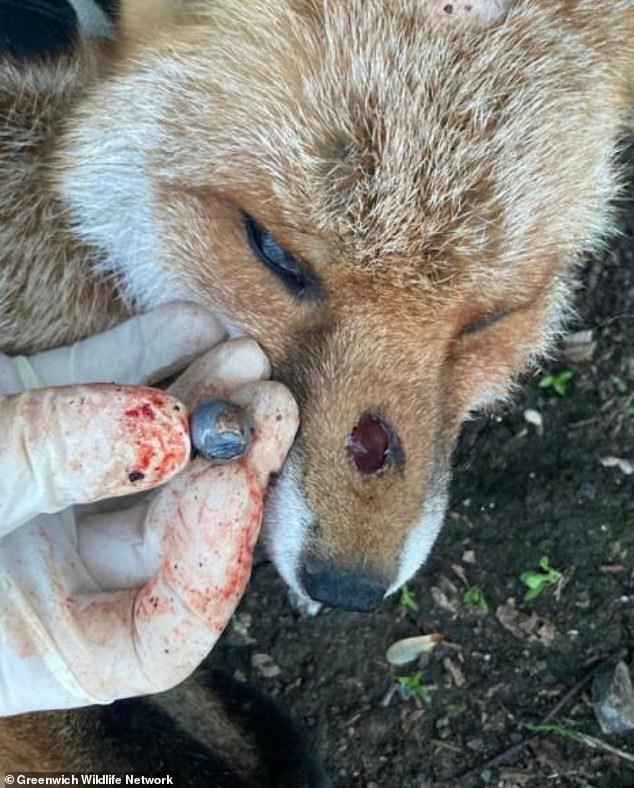 A fox is seen with a hole in its nose after being shot with a hard object fired by a catapult