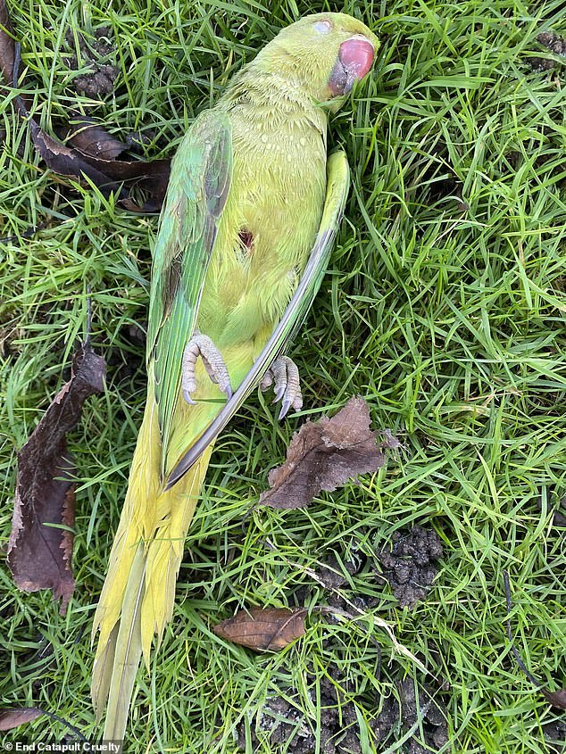 A parakeet lies dead on the grass with a bullet wound to its chest area