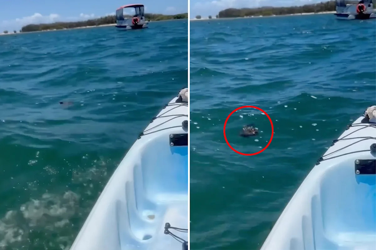Kayaker spots 'rare' sight off popular Aussie beach: 'Not normal'