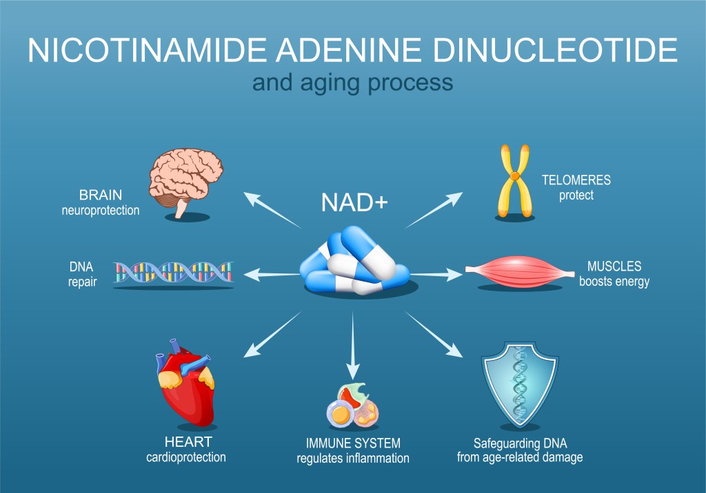 Illustration depicting how NAD+ affects the aging process, showing its roles in neuroprotection, DNA repair, cardioprotection, immune system regulation, muscle energy, telomere protection and safeguarding DNA from age-related damage