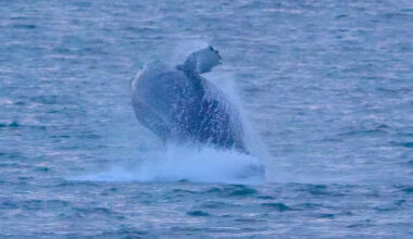Former Edinburgh railway engineer captures mesmerising whale breaching in Forth
