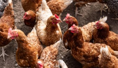 Fast-food giant KFC to offer 24 halal-only restaurants in France