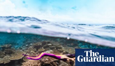 Meet the merpeople: ‘Once I put the tail on, my life was changed forever’ | Swimming