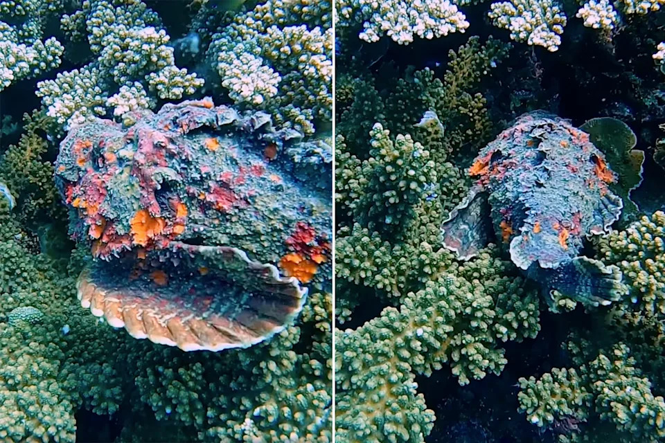 A colourful reef stonefish swims towards coral on the Great Barrier Reef