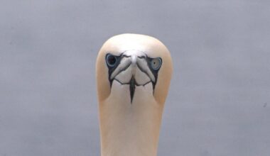 Gannet chick hunt petition becomes one of Holyrood’s most signed ever