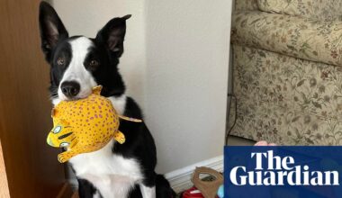 ‘Gifted learner dogs’ can learn words by eavesdropping, study says | Animal behaviour
