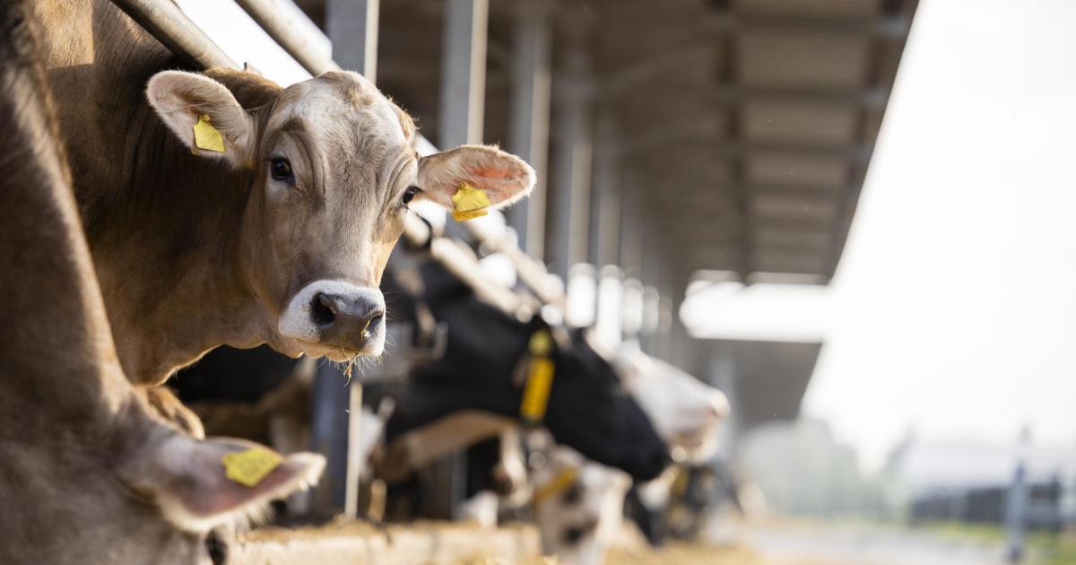 Survey to shape future direction of UK dairy industry