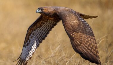 10 fastest birds of prey in the world – able to reach speeds of almost 200 MPH, these deadly aerial predators strike in a blink of an eye