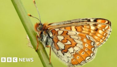 Rare butterfly numbers reach record levels says charity