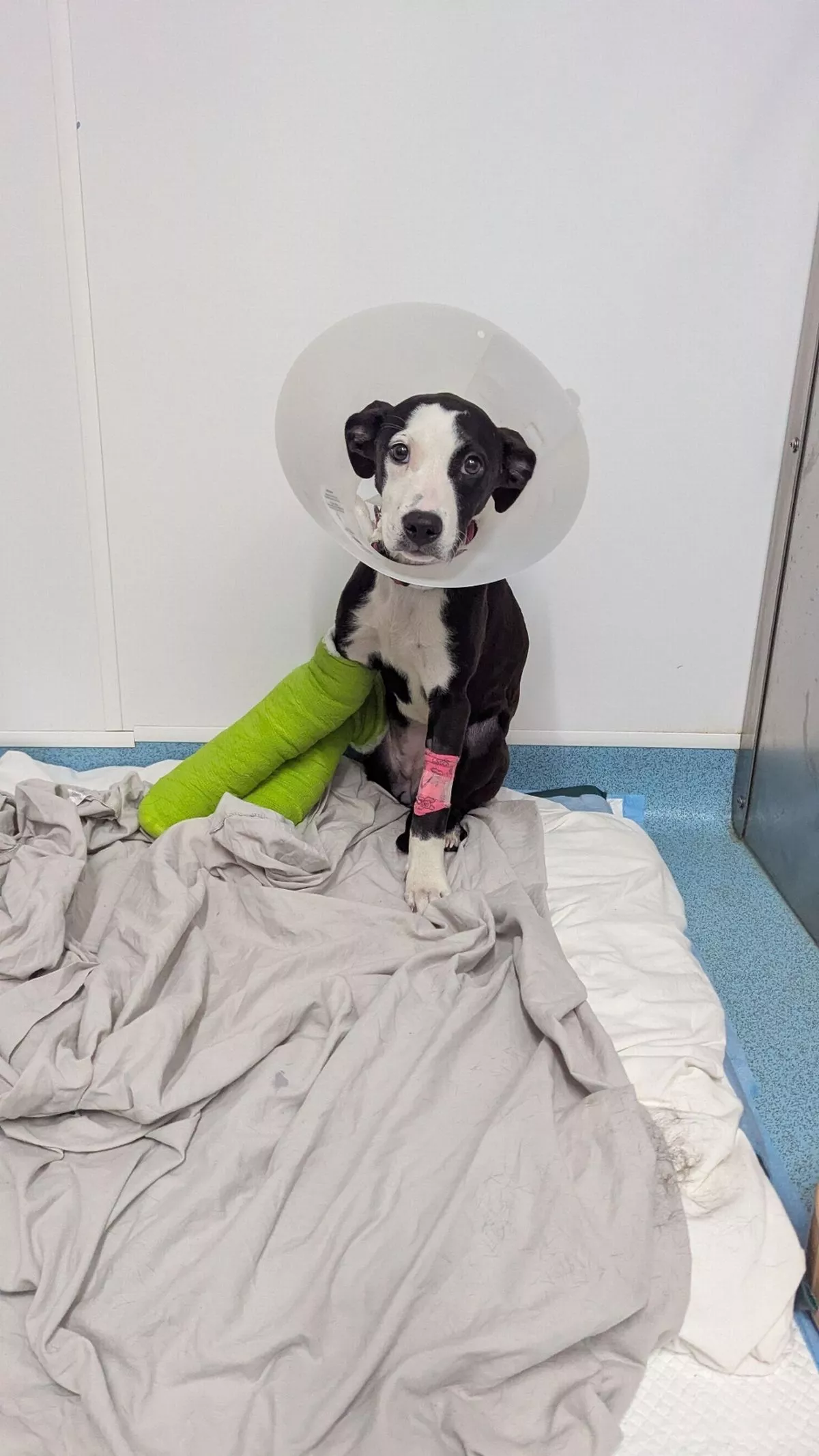 Gizzy underwent life-changing surgery