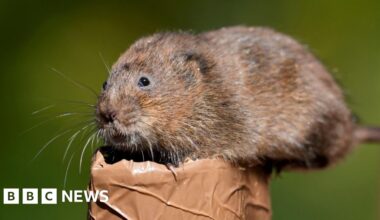 'Explosion' of water vole numbers across the East of England