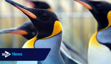Penguin parade cancelled at Edinburgh Zoo over bird flu risk