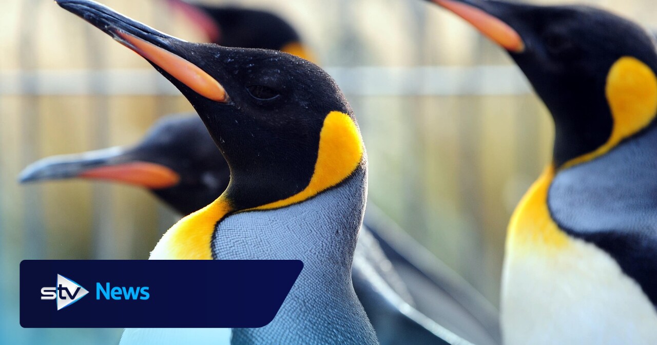 Penguin parade cancelled at Edinburgh Zoo over bird flu risk