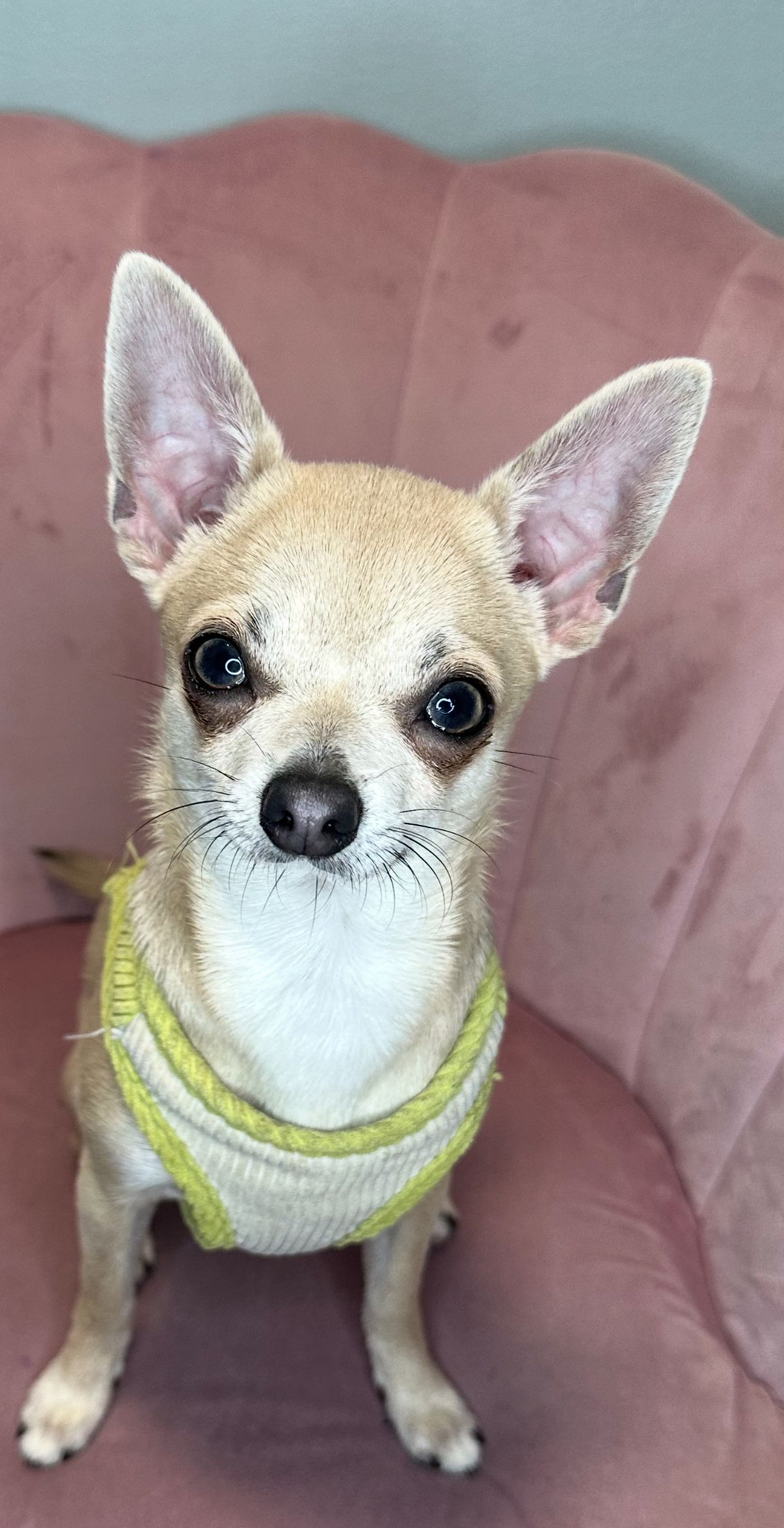 Toad the tiny Chihuahua