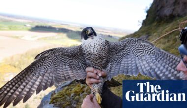 How falcon thieves are targeting the UK’s protected birds | Environment